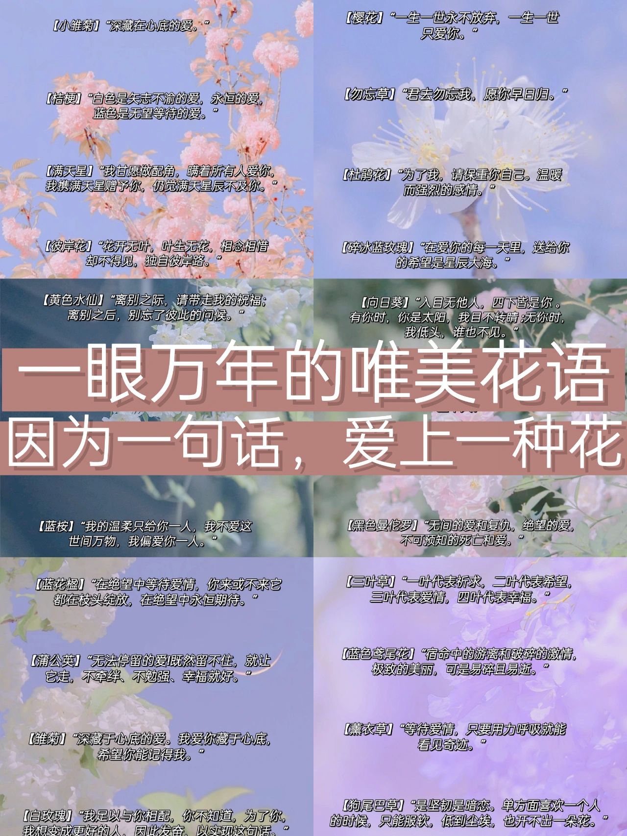 唯美花语#彼岸花的花语#