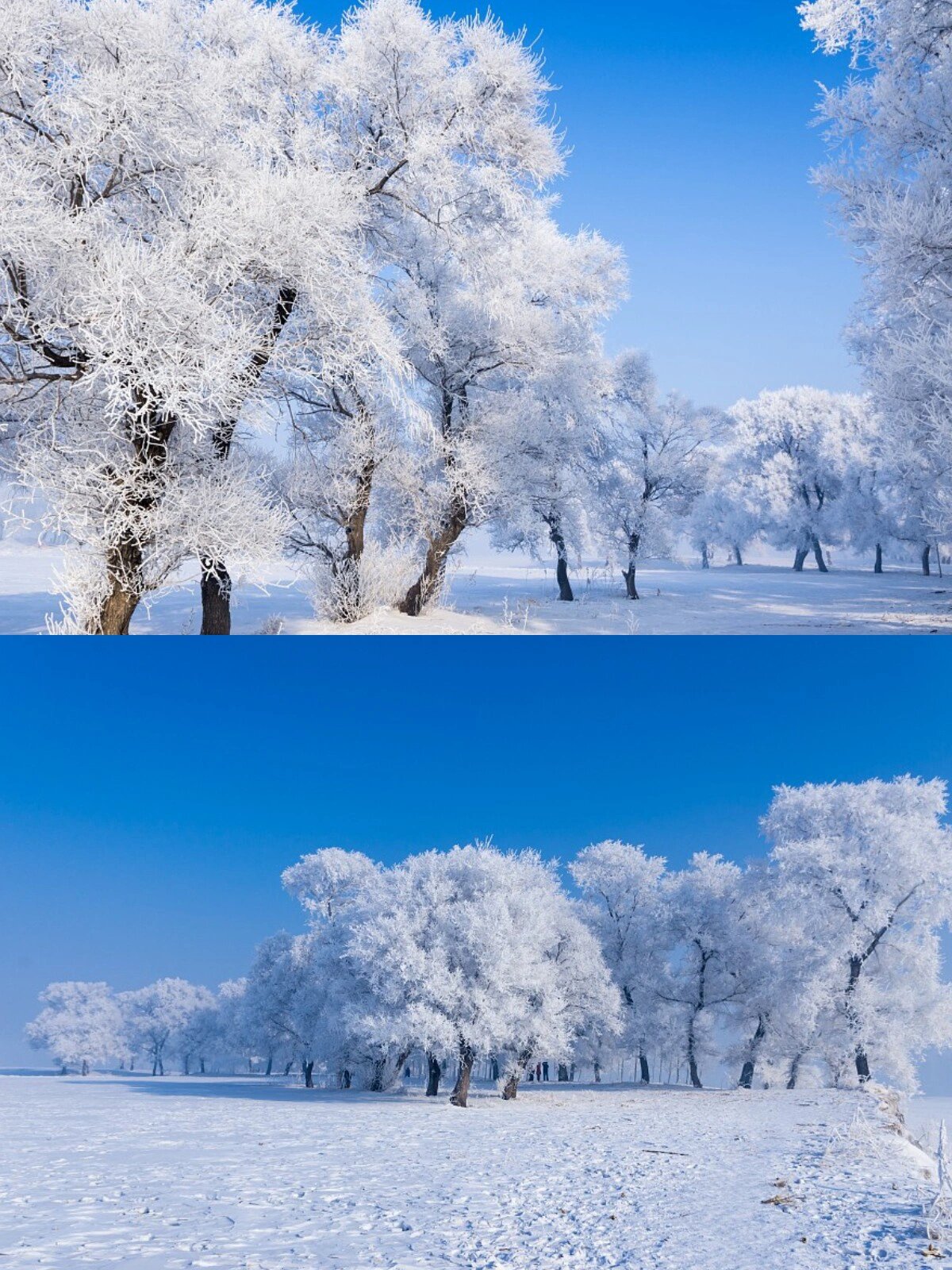哈尔滨旅游攻略，冬日东北雪国之旅绝绝子好
