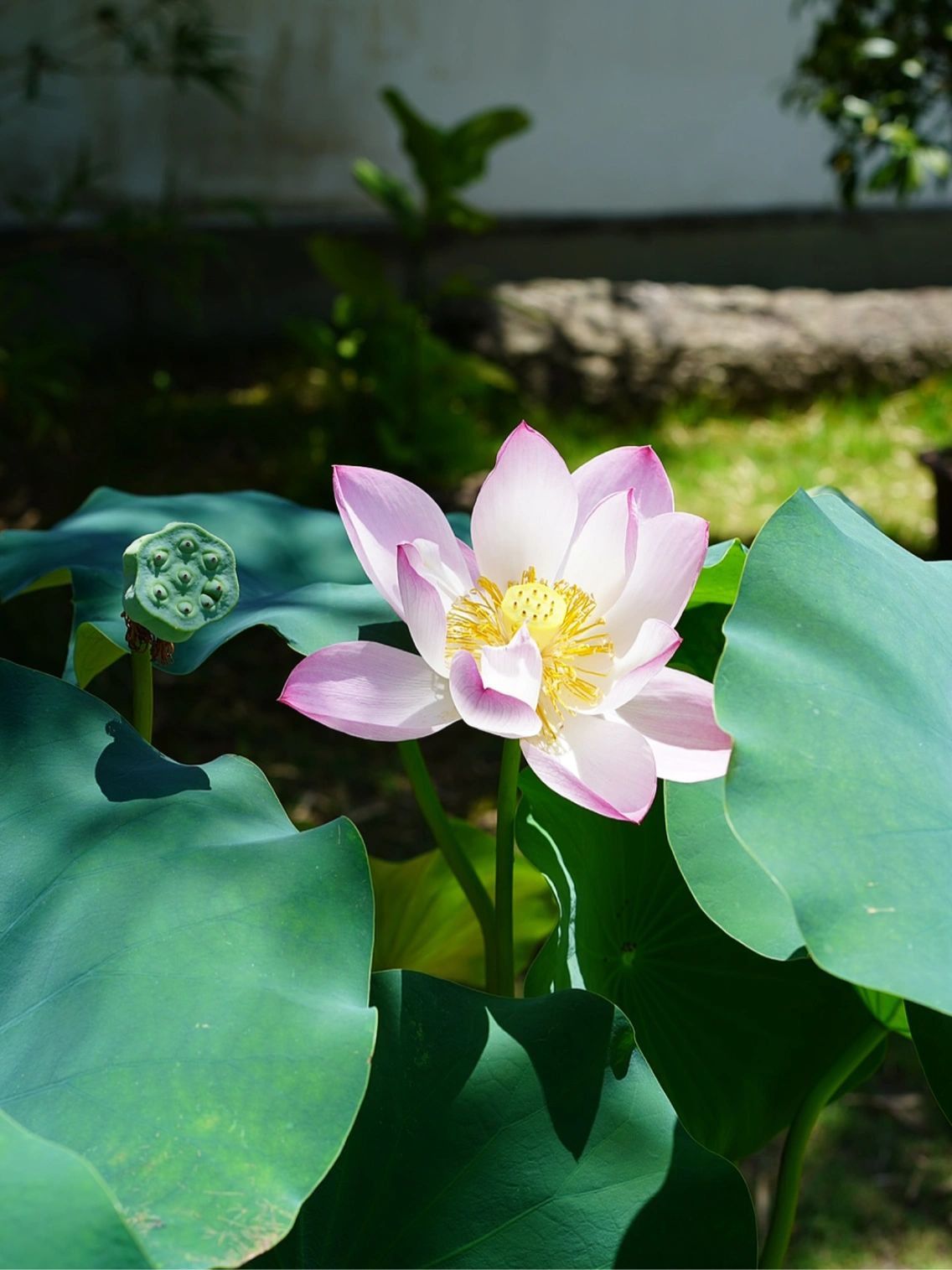 当然要看荷花啦，它才是杭州与夏天的约定！