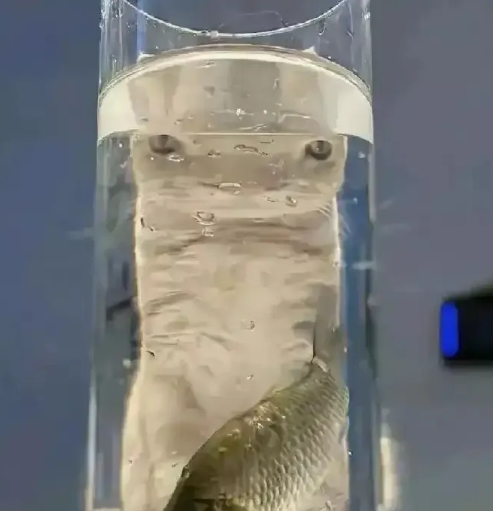 终于找到鱼怕猫的原因了！