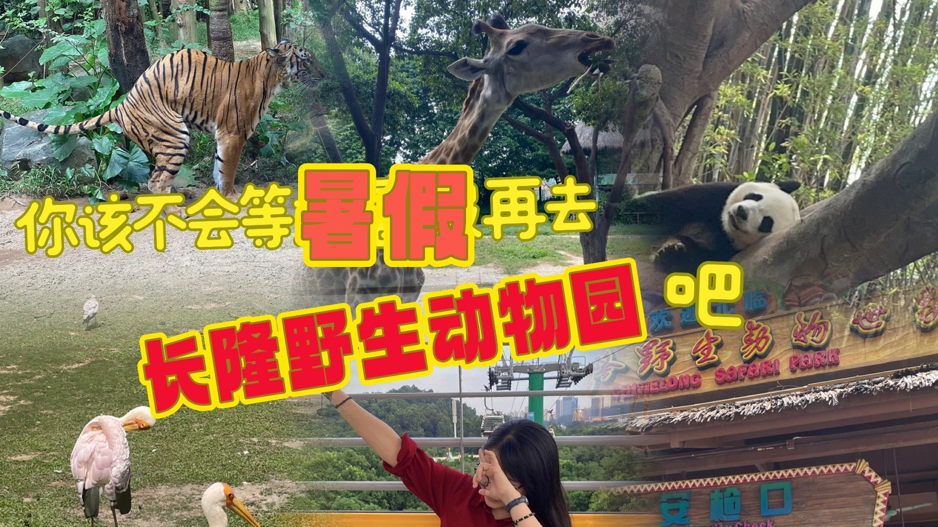 一日游广州长隆动物园，你还在等暑假来吗