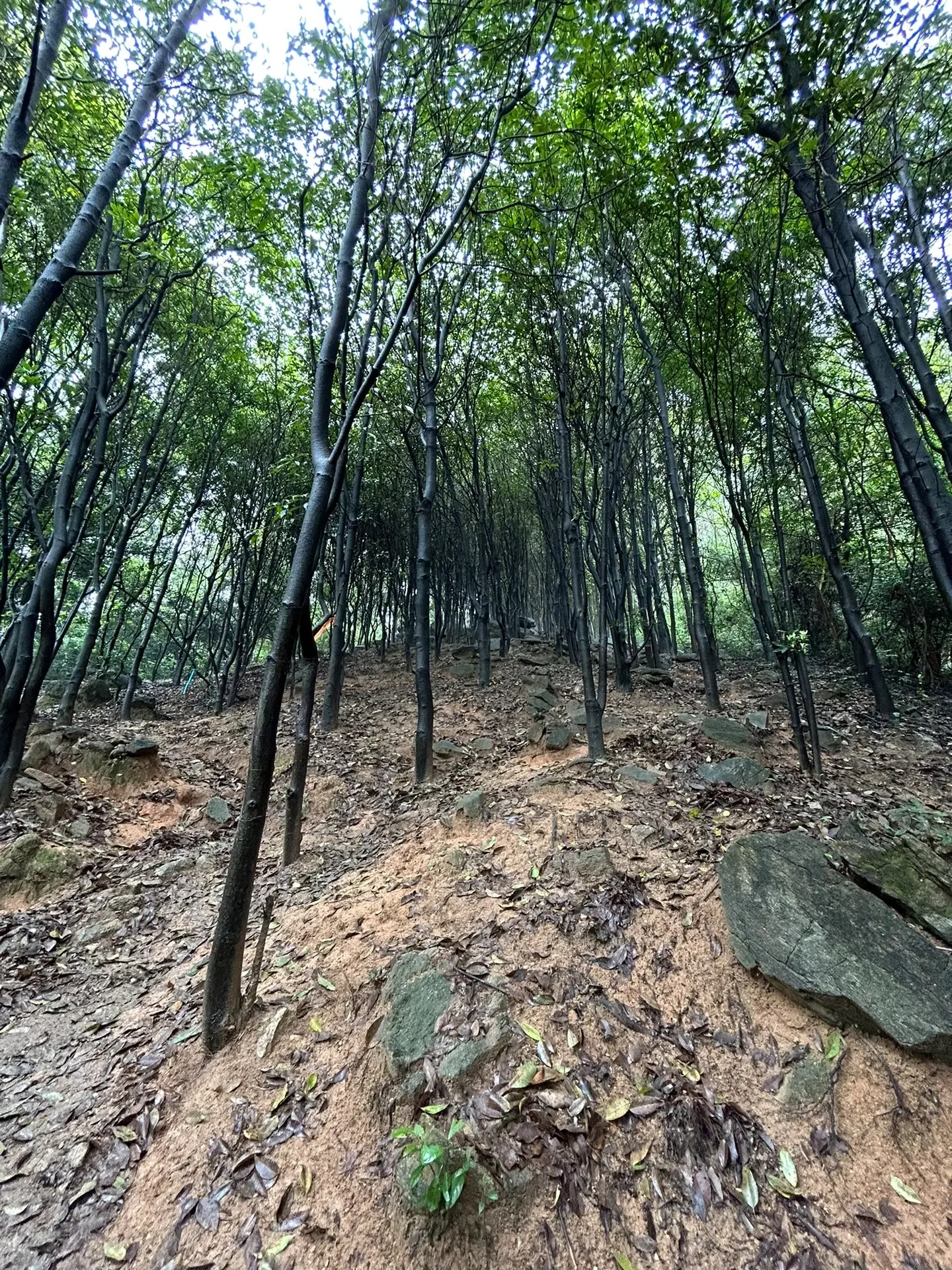 户外｜牛木穿越内线 