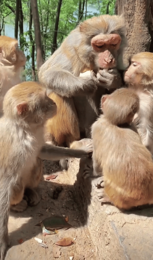 
#爆料#
猴子吃鸡蛋见过吗？

注意看画面中一群猴子 被好心人投喂鸡蛋，
鸡蛋