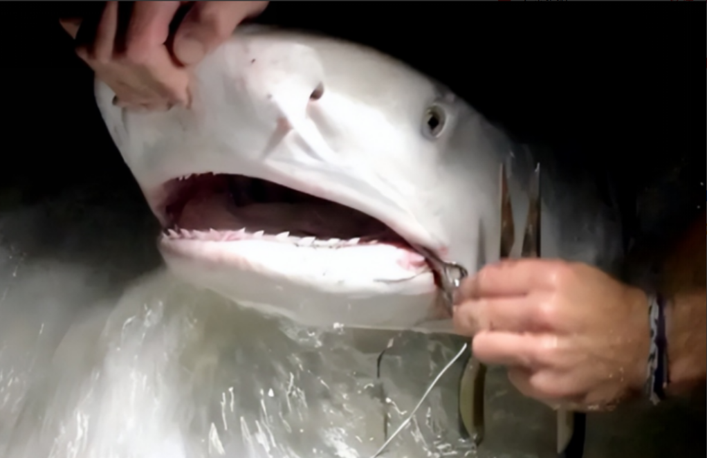 1996年，一个女潜水员在潜水的时候，看见一条鲨鱼的牙齿上面挂着一个很大的鱼钩，