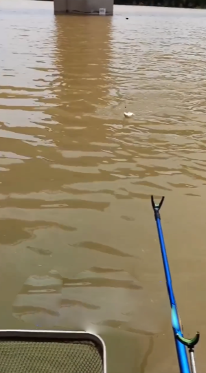 有没有想免费钓鳞鱼的，那就来青岐涌钓鱼吧