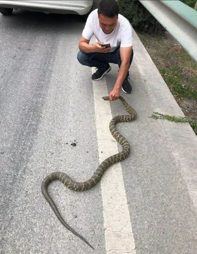 一名男子驾车回老家，在经过一段公路的时候，远远看见一条大黑蛇在马路边挪动，男子迅