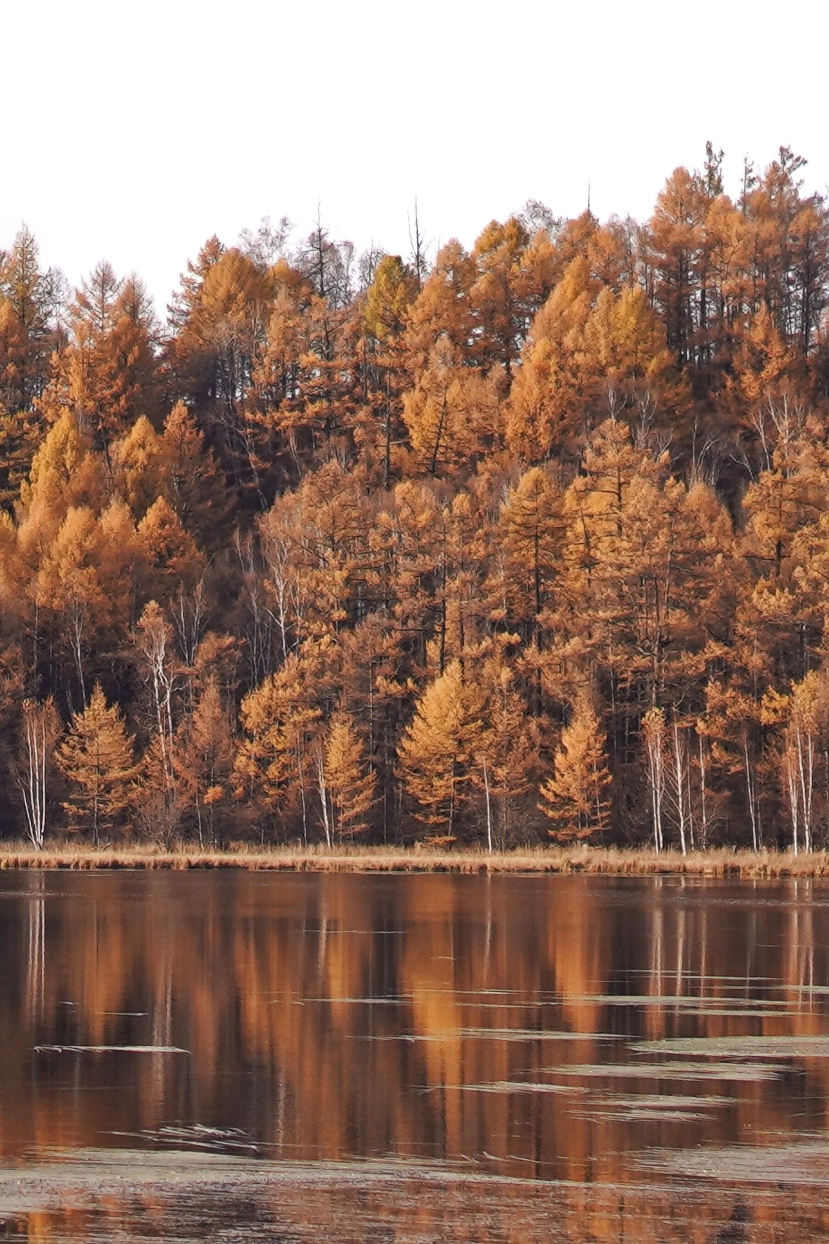 接下来的阿尔山秋天🍂比油画里还要美