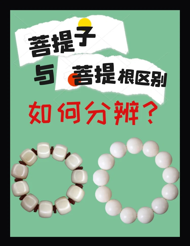 💡💡菩提根与白玉菩提菩提子如何分辨？