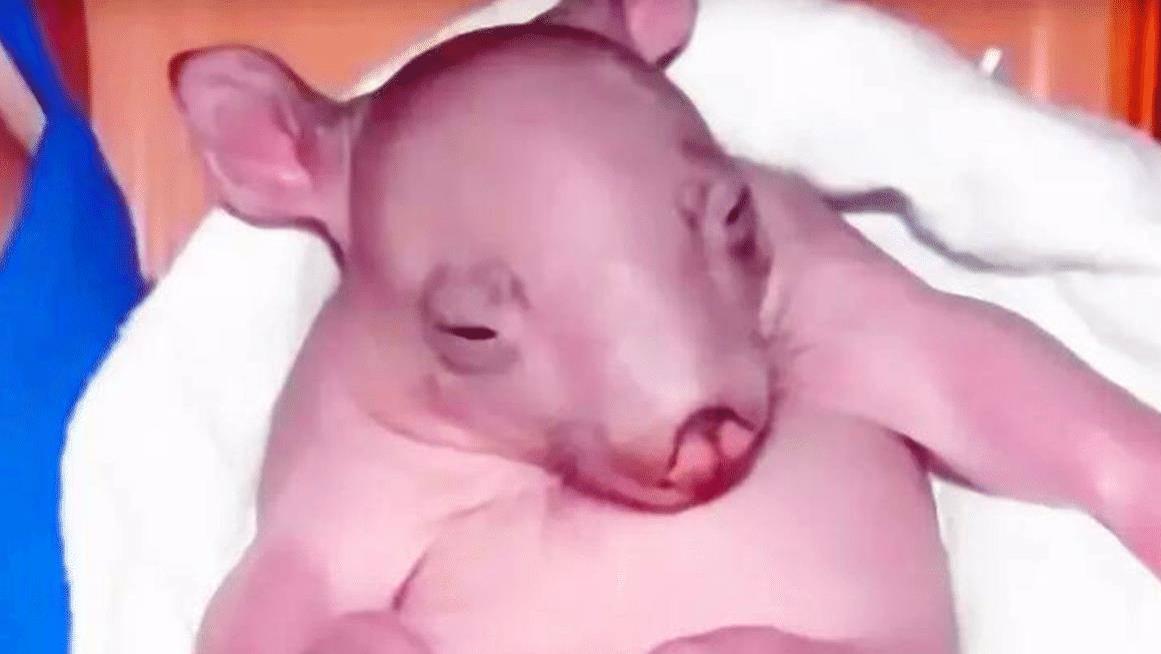 女孩捡到“无毛猪”，饲养几个月后发觉不对劲，哭诉：这绝不是猪