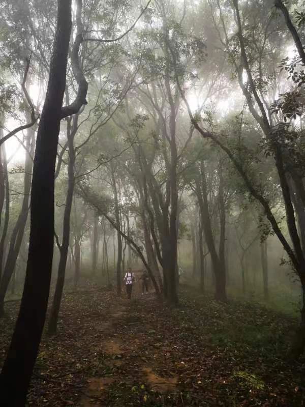 每周一山|雨战香油金