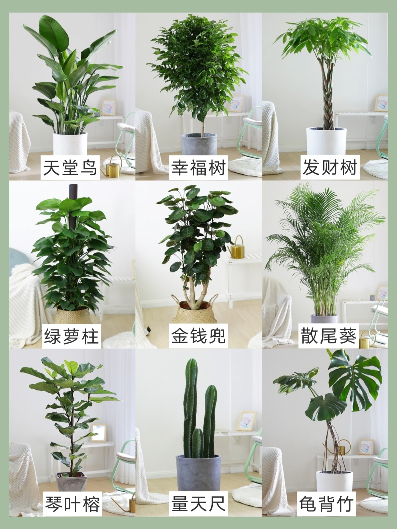适合客厅摆放的绿植#净化空气的室内植物#