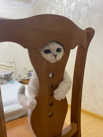 猫咪治愈一切！！!世界破破烂烂 小猫修修补补 ​