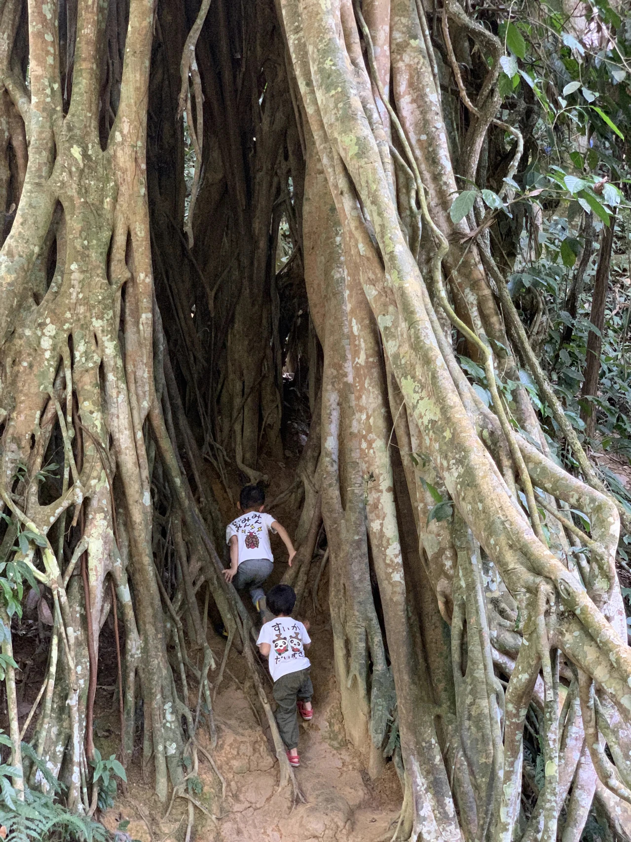 西双版纳传统景点合集（上）不吹不黑