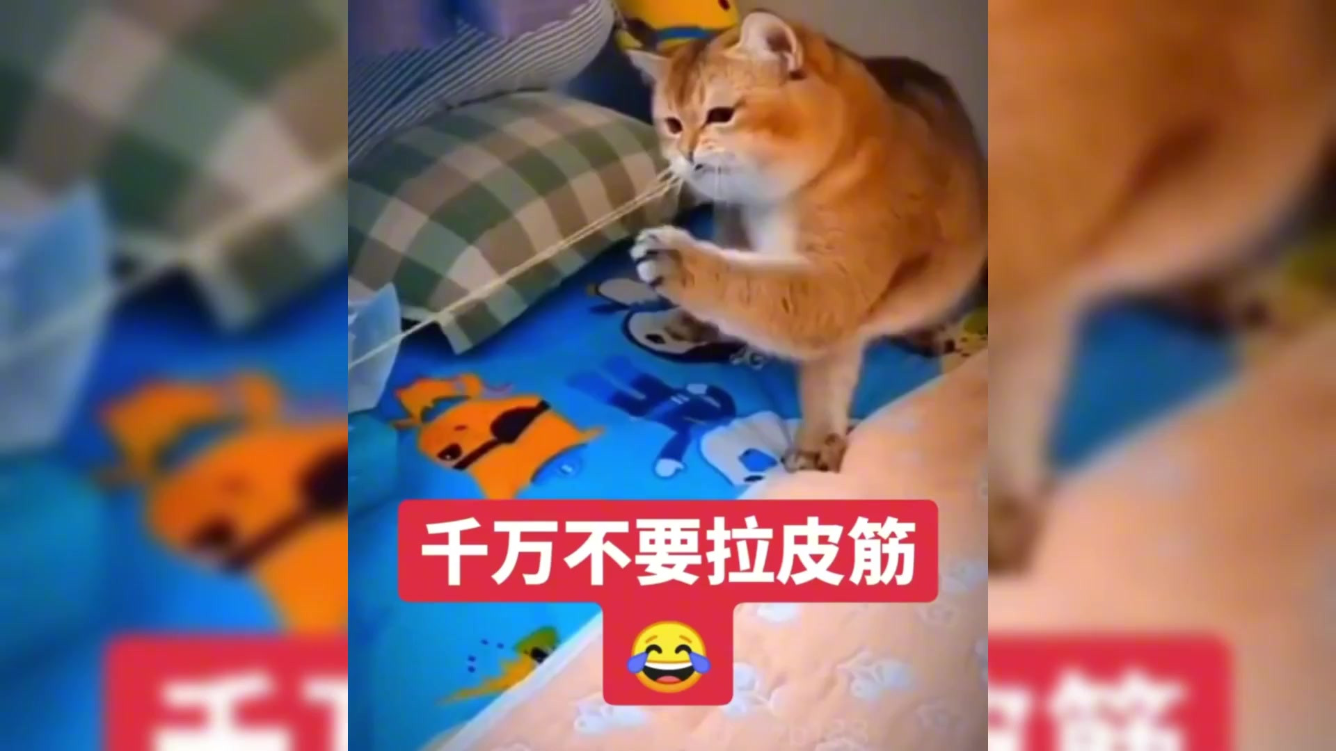 猫咪拉皮筋，你被皮筋崩过吗