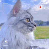 西西是只臭小猫
