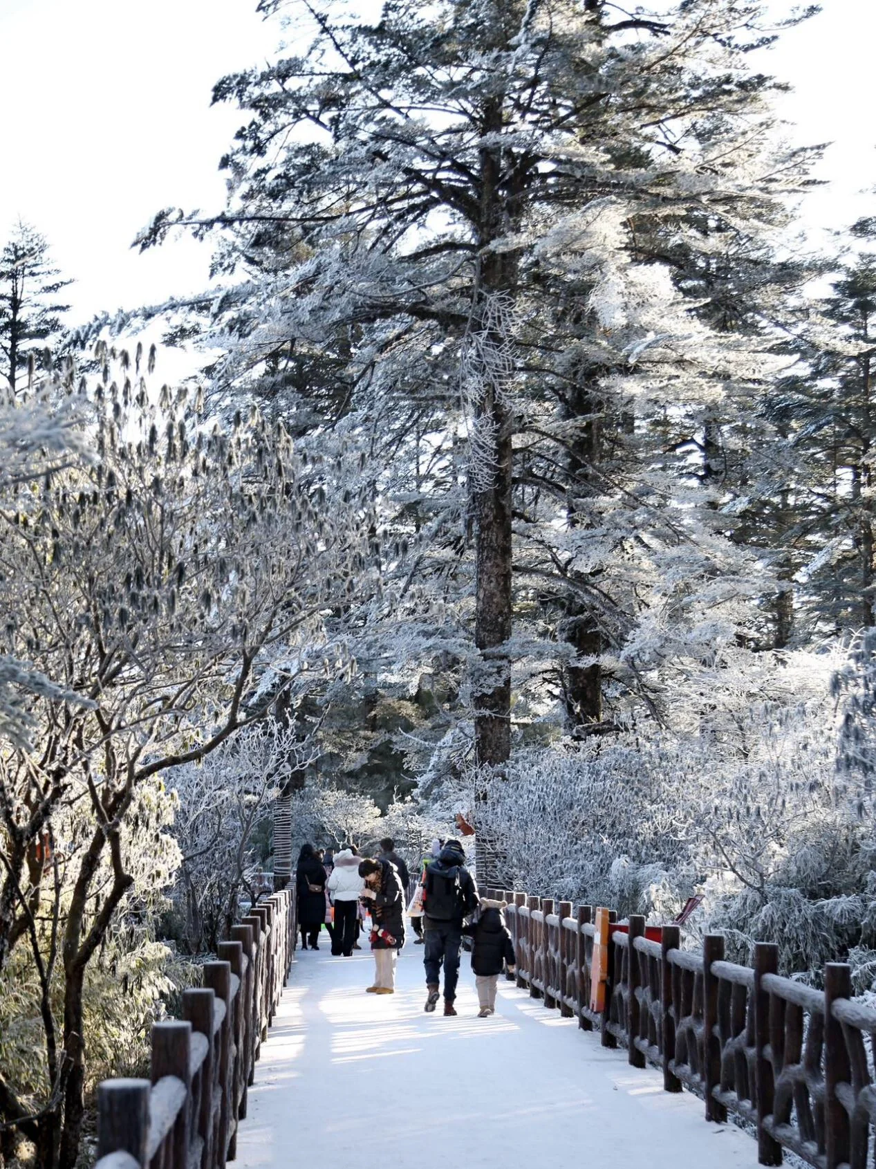 成都2小时就能抵达的冰雪世界，太好耍了