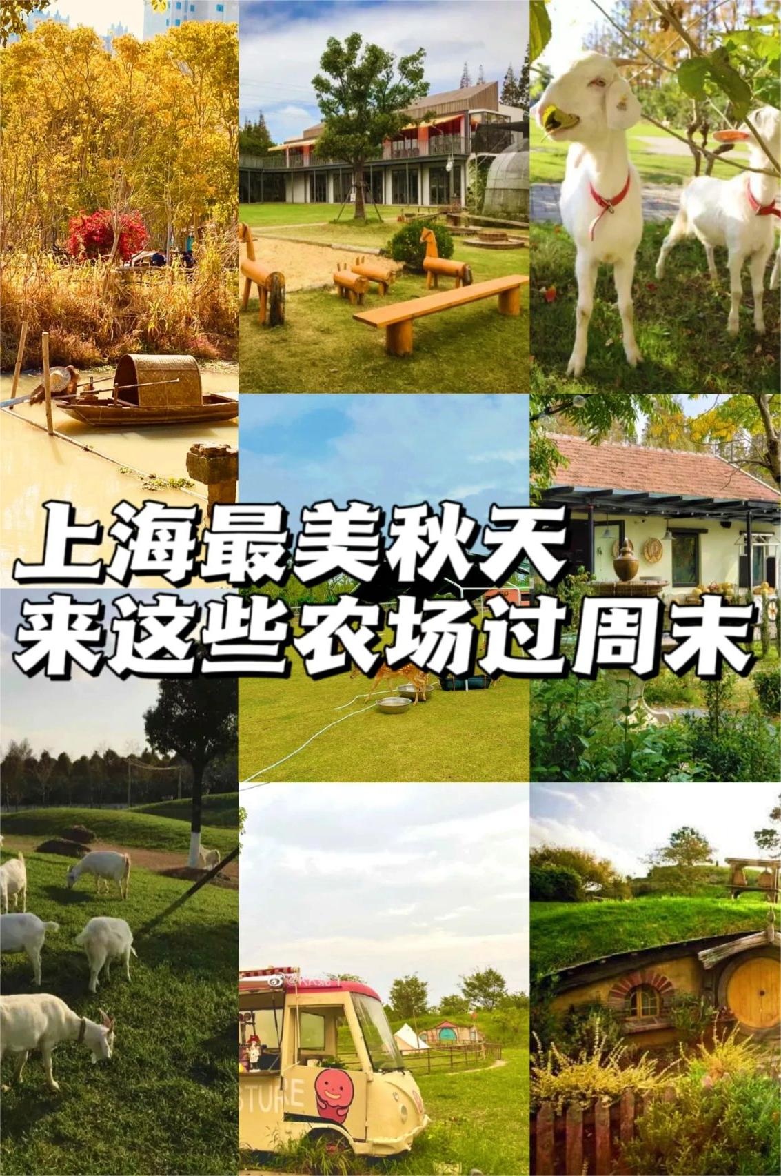 上海最美秋天，来郊外这些农场过周末!