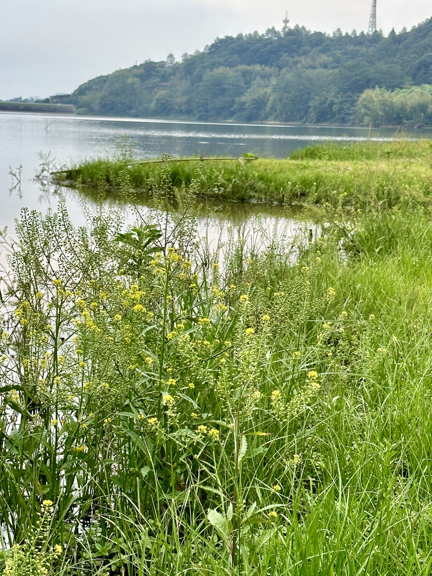 广州高埔水库 带上露营椅坐着发呆一天吧