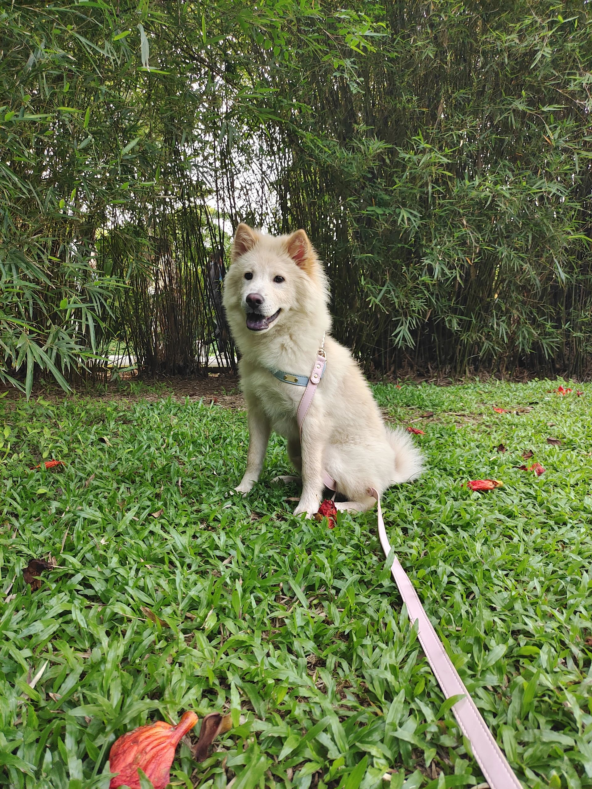 火炉山带狗徒步