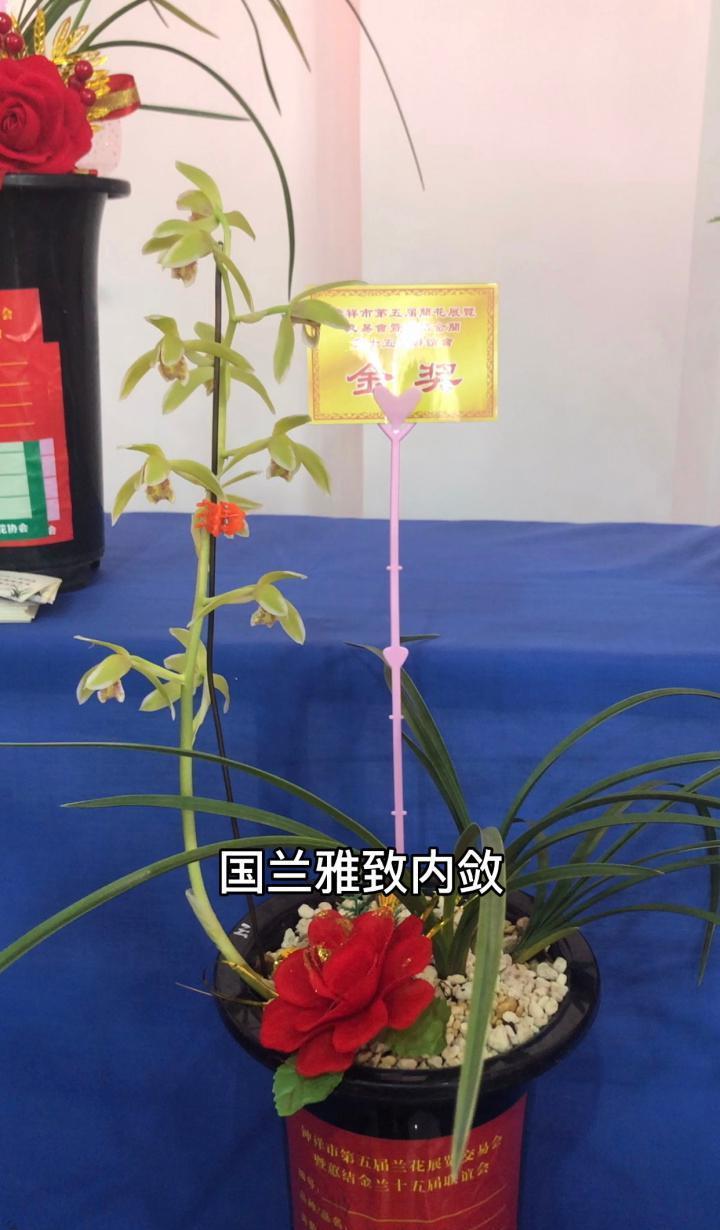 国兰雅致内敛，洋兰热情奔放，这是国兰和洋兰从外观上给人最明显的主观感受，属于兰花