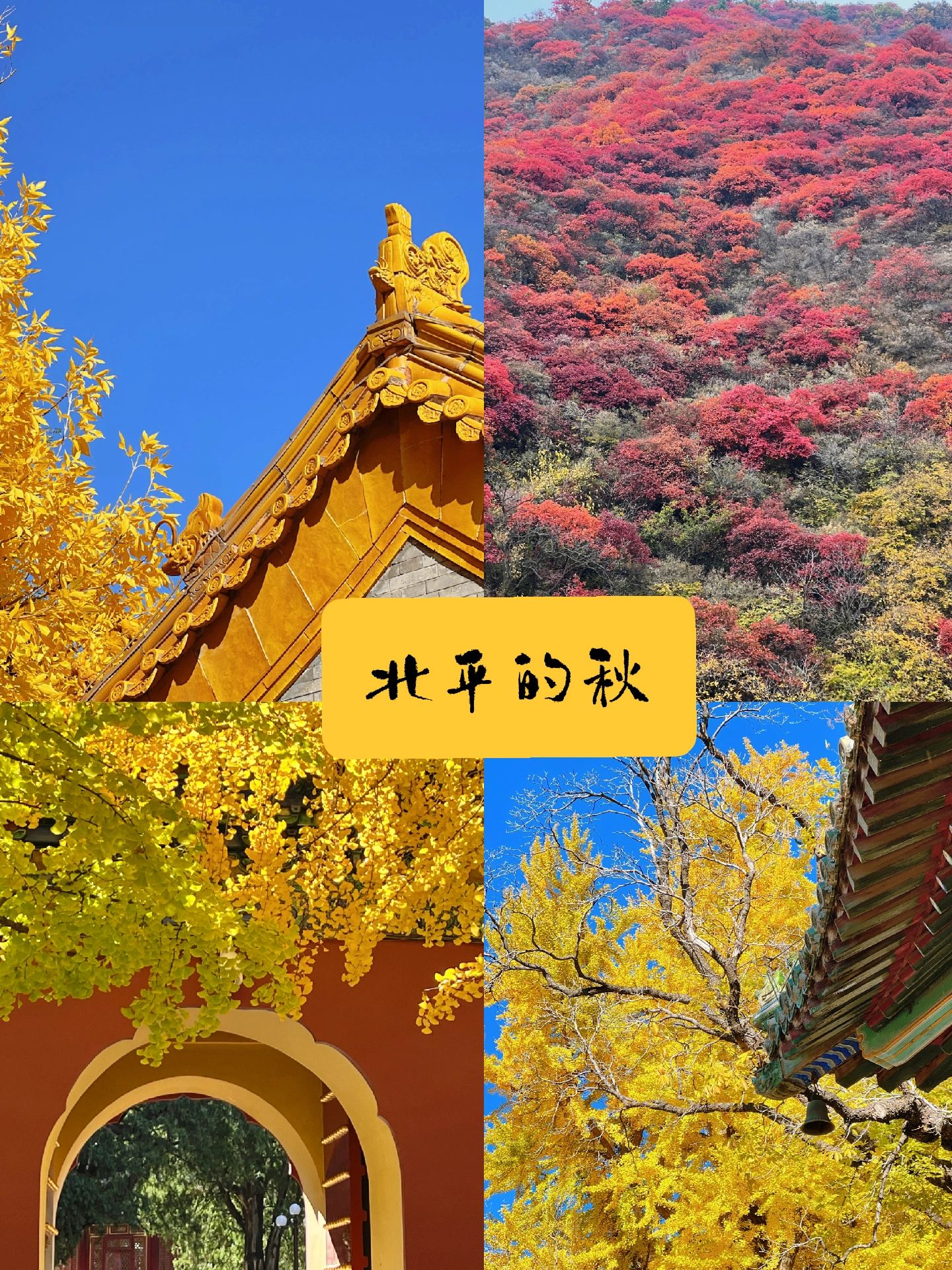 北京的秋天才是赏秋天花板
