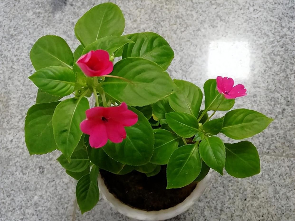 玻璃翠花的正确养殖方法与注意事项