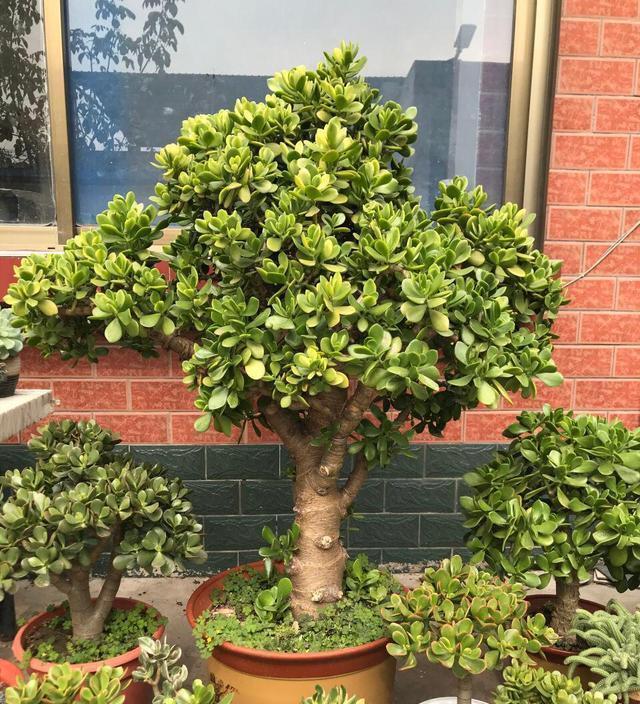 大户人家喜欢养的“长寿树”，你家有吗？
玉树是一种长寿树，也是一种富贵吉祥的招财