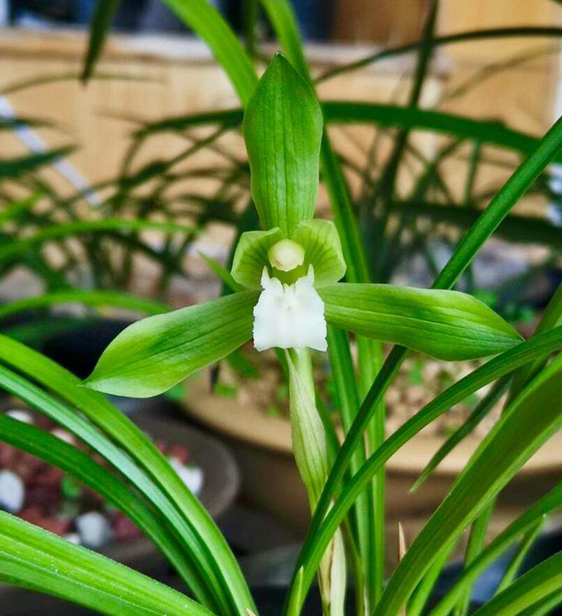 给兰友们分享安徽六安桔兰双璧的春兰老文团开品，这个品种是春兰传统素心名品，也叫文