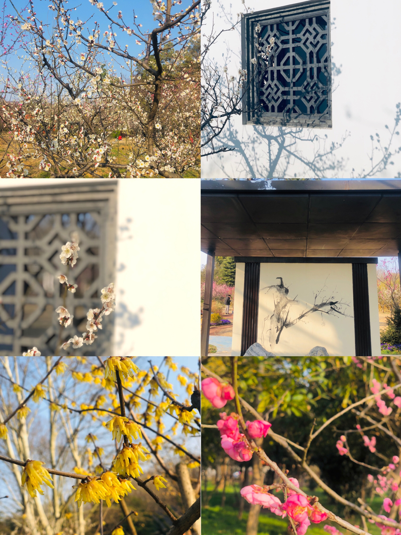 南京梅花山|梅花怒放观赏正当时