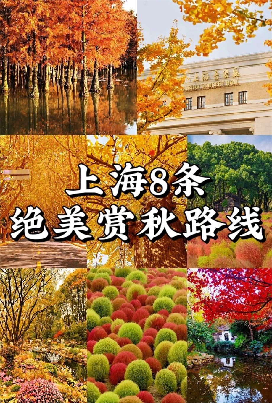 上海8条绝美赏秋路线