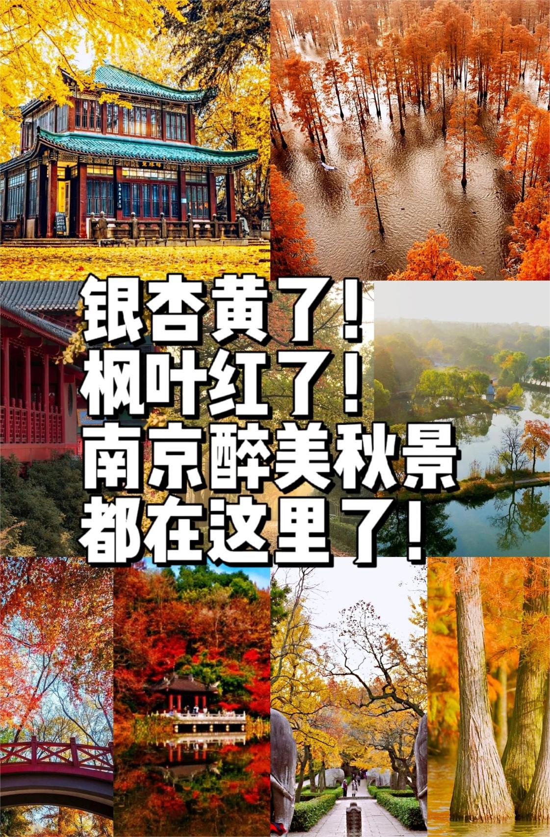 银杏、枫叶，南京醉美秋景都在这里了！