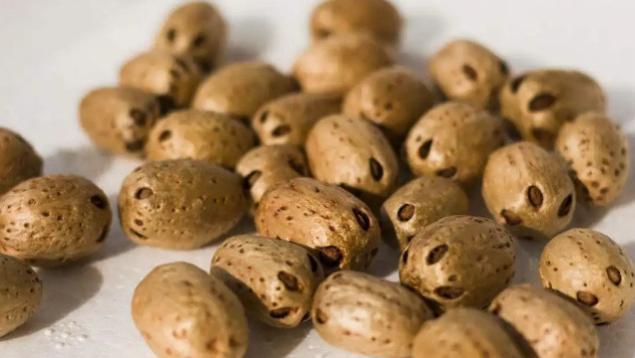 60、70后常吃的6种植物，如今快被人遗忘了，你还叫得出名字吗？