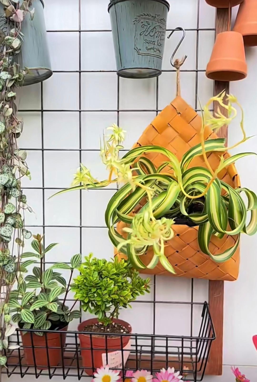 不用爬藤植物也可以打造成一面“花墙”
家里的白墙
别让它一直空着
这样做
可以让