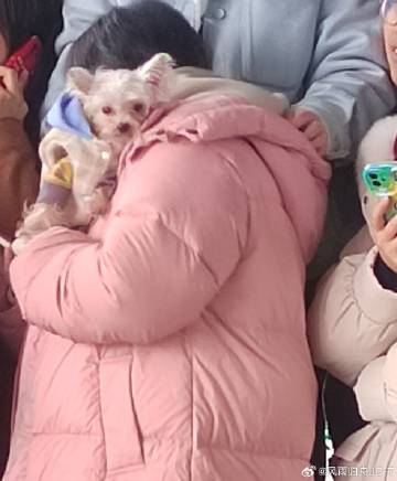 听说是檀丝特意为檀力球养的媳妇儿，今天也带来见公公了