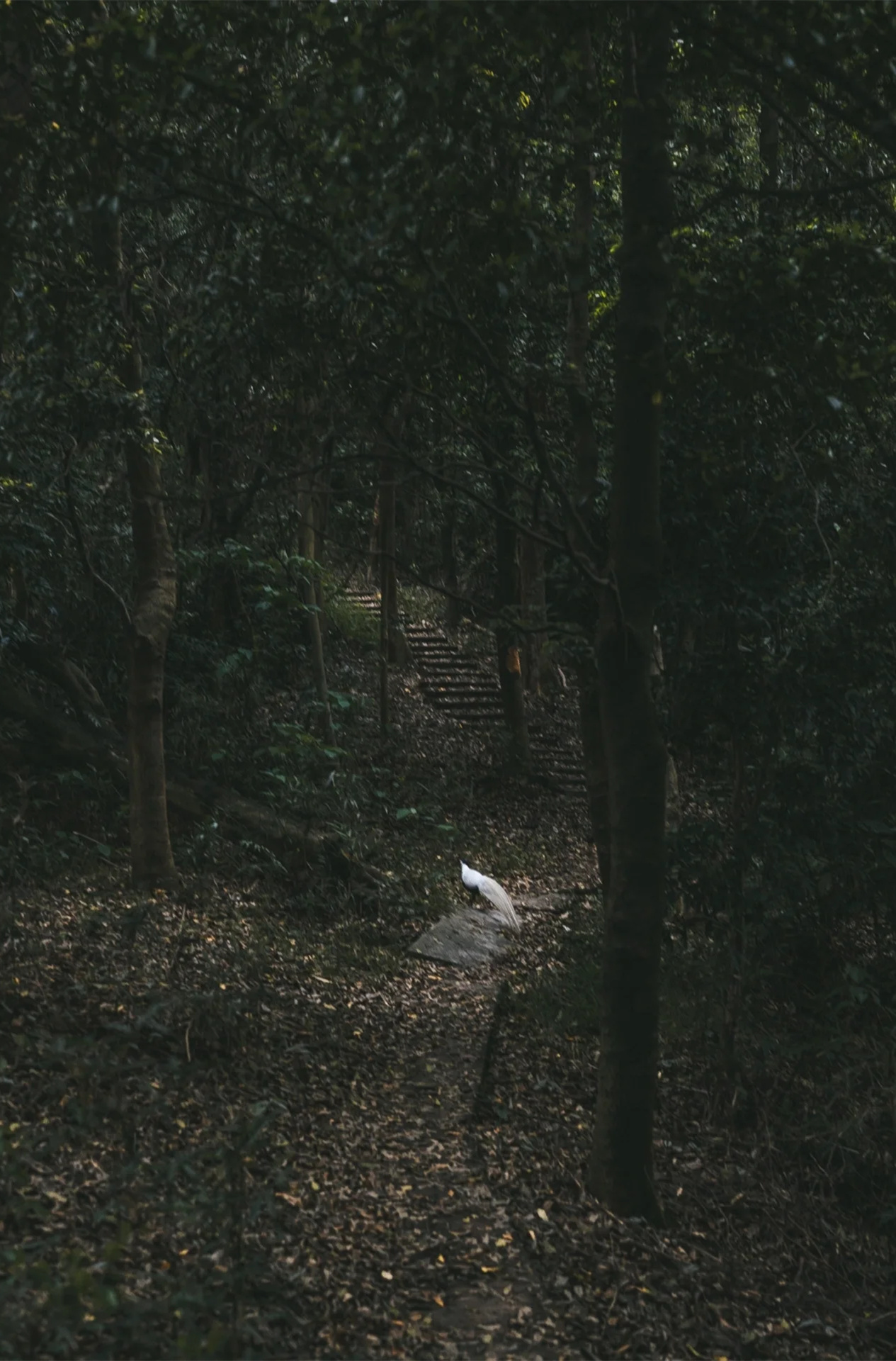 广州小众森林轻徒步 ｜ 龙眼洞森林公园