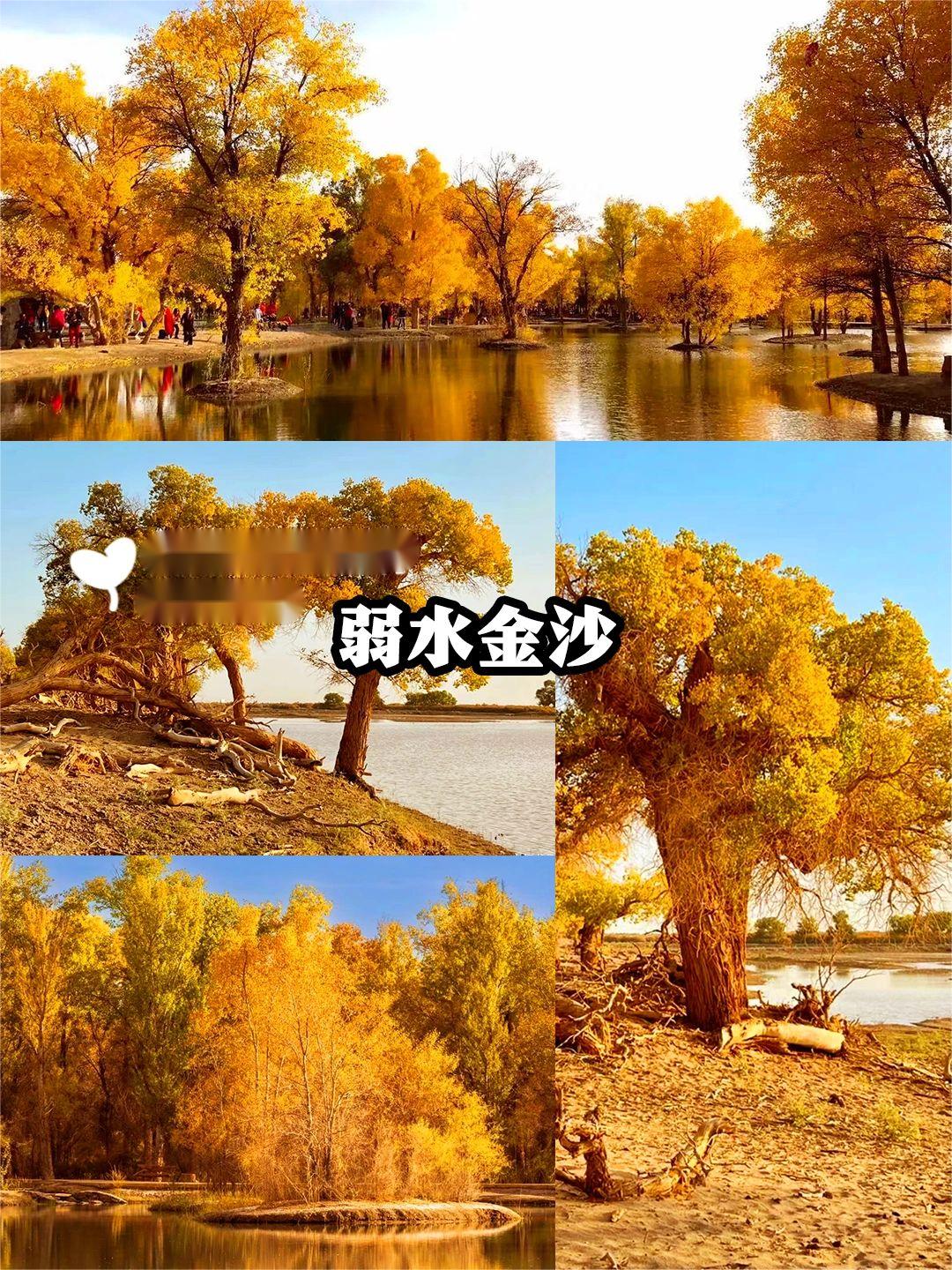 吹爆胡杨林的秋天，金灿灿的秋天真的太美啦