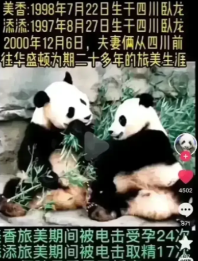 关爱我们的国宝，是我们的应尽的责任。“截取”视频，成天鬼哭狼嚎呼吁“热度”，无疑