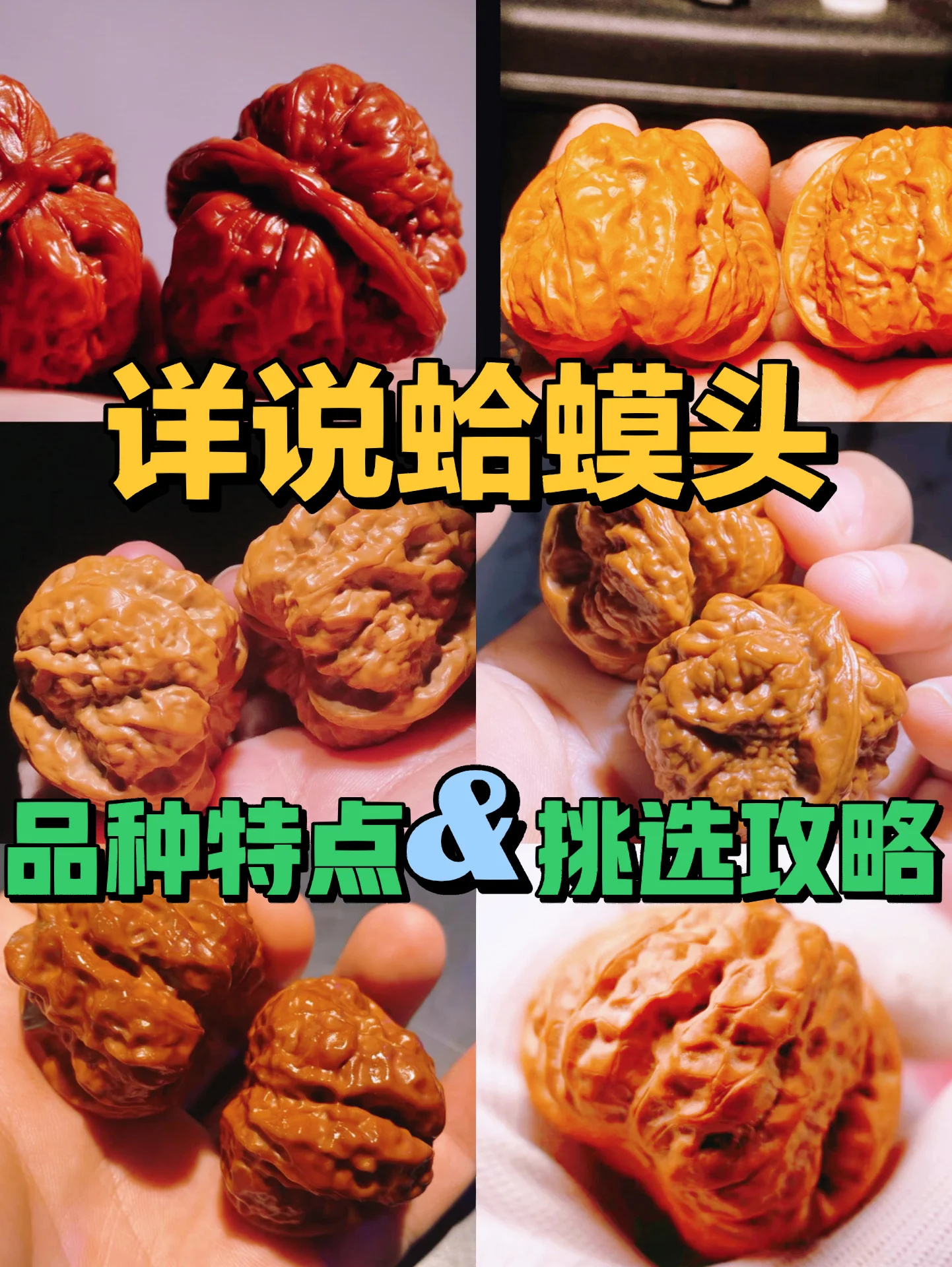 文玩核桃蛤蟆头介绍㊙️挑选攻略🐉干货