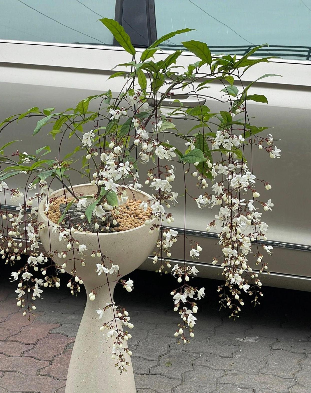 晨起侍花，闲来煮茶
汪曾祺在《慢煮生活》中说：“我以为，最美的日子，当是晨起侍花