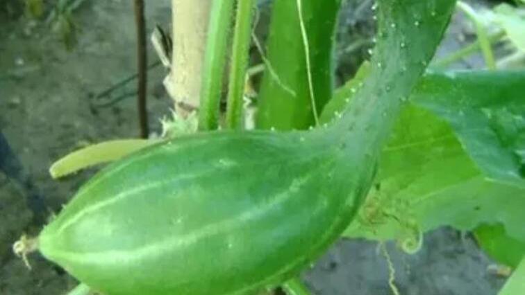 大棚黄瓜，“长瓜少”“长不长”，原因出在哪里，该如何解决？