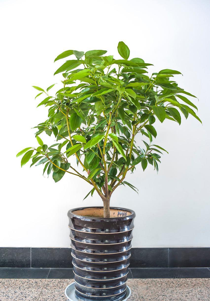 





平安树叶子发黄掉落怎么办
它的叶子发黄掉落可能是光照不当，光照太强或