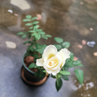 寂寞读南华