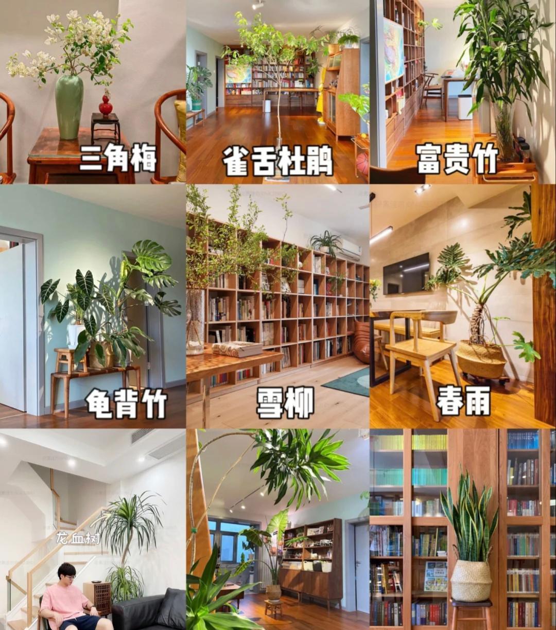 超级喜欢的绿植鲜花！
让家里更温馨，更治愈！
这几款网红绿植，不仅颜值高，还特别