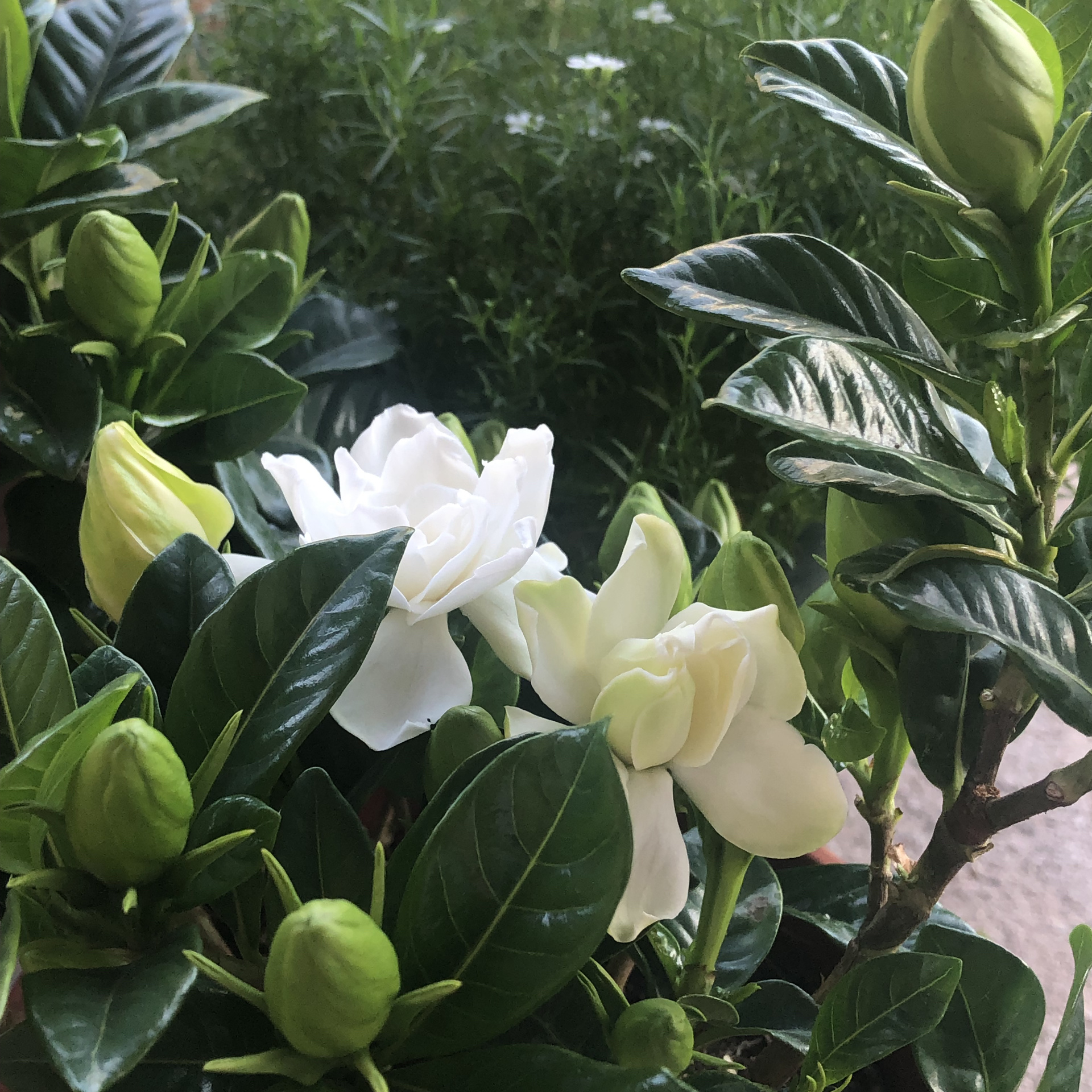 栀子花的养护#栀子花叶子发黄怎么办#