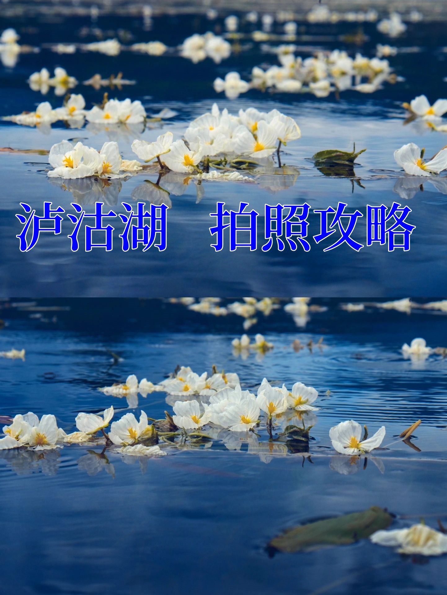 泸沽湖自由行｜附水性杨花拍照攻略