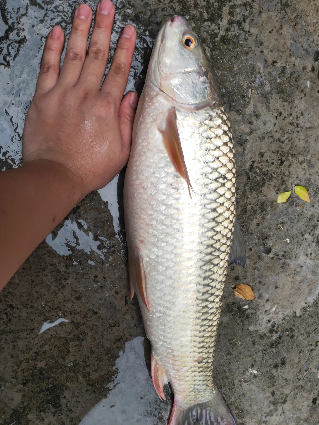 厚街宝塘钓鱼场，钓鱼初体验🐟🐟🐟