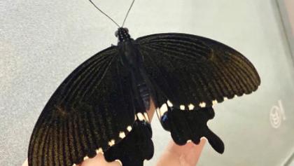 美丽的蝴蝶，也可以成为我们的宠物，你想获得一只蝴蝶吗？