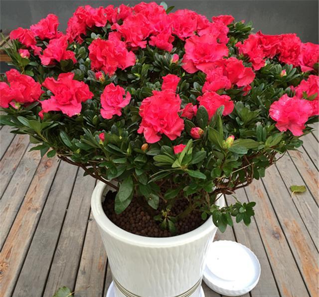 





四季杜鹃是杜鹃花中的一种，在温度和光照合适的情况下，可以四季开花，且