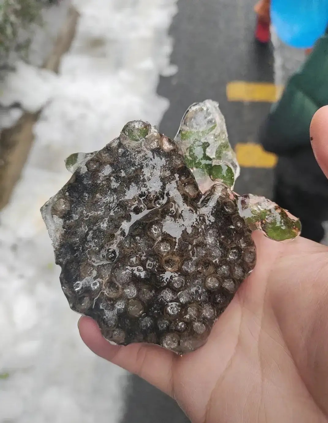 马蜂窝都结冰了。
冻雨对小动物的伤害很大，室外的流浪动物，一夜之间，大概率都死掉