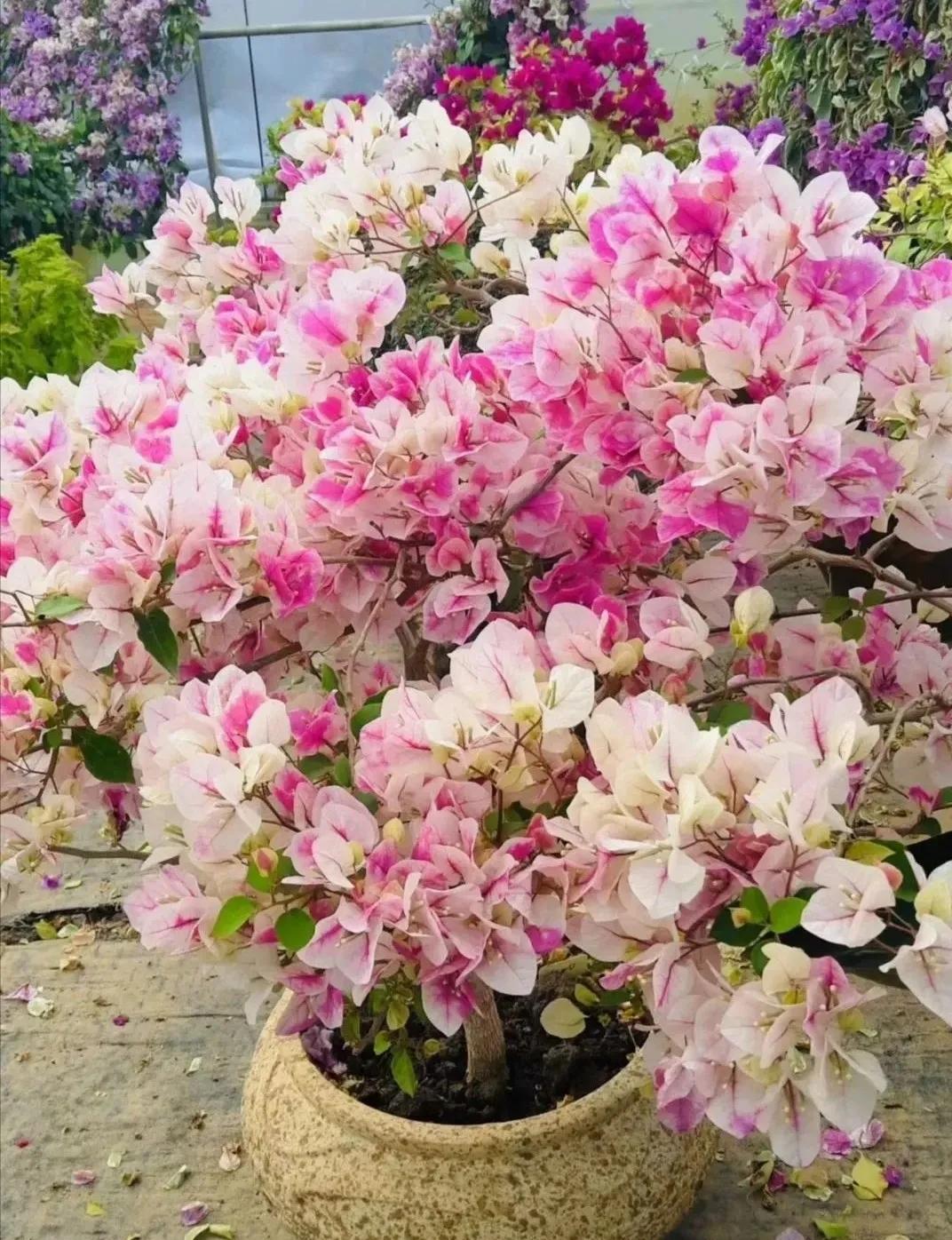 





充足的光照才能让三角梅多多开花
想让三角梅开花勤，花量大，那么最重要